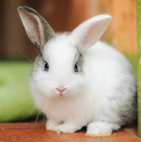 Bunny 7