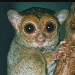 Tarsius Pygmium