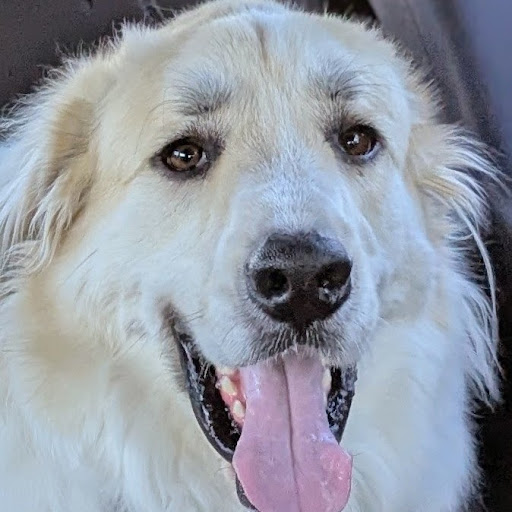 Bruce Lautenschlager