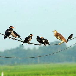 Md Lalon