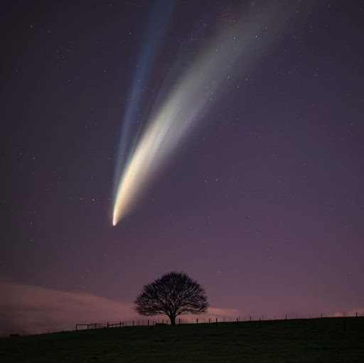 Scourge Ruffian WarriorCat