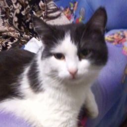 Егор Прибылов