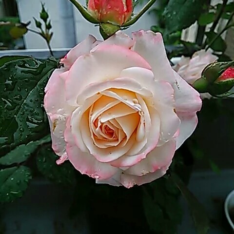 パイロットオリビア