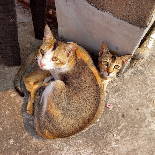 Subhadip Bhattacharya