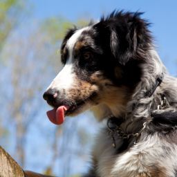 Andrew Spencer-Jones