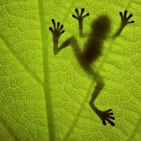 Ariel Lanier Strickland