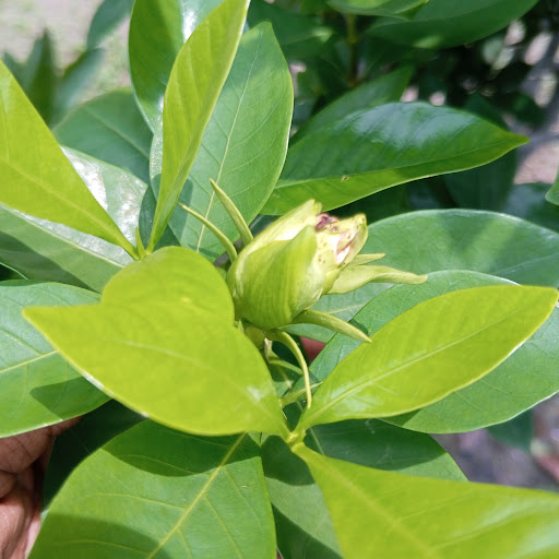 মরুফ খান