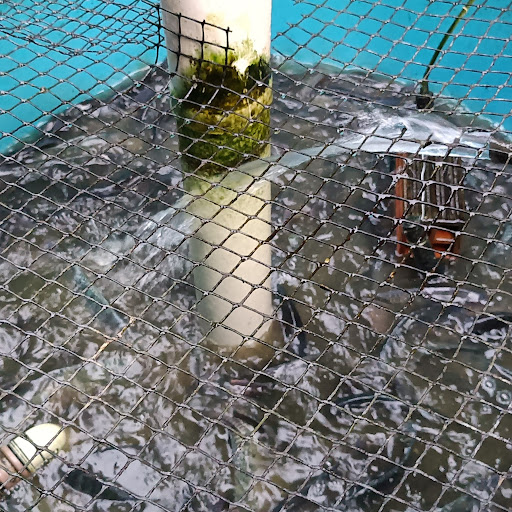 Aquaponia de Quintal