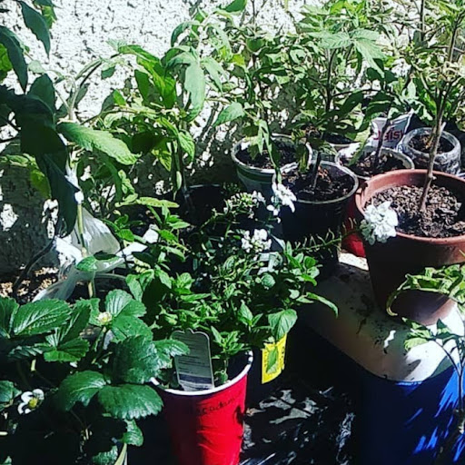 Amber Maricel (Amber's Magical Garden)