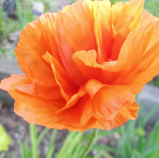 Held by Grace Forever