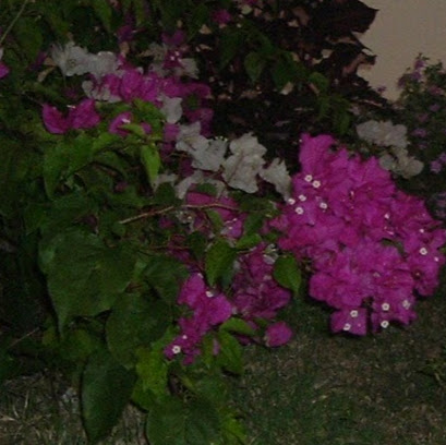 Ann-Marie Alexander (LadyAMAB)