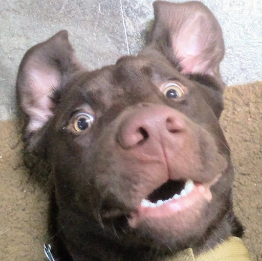 Bill & Patty Williamson