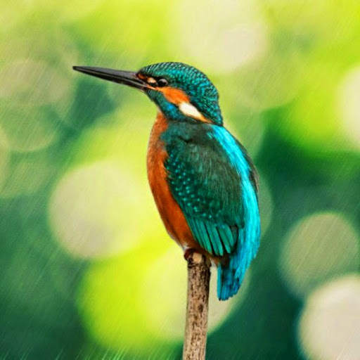 Mohammad Tanvir Ahamed