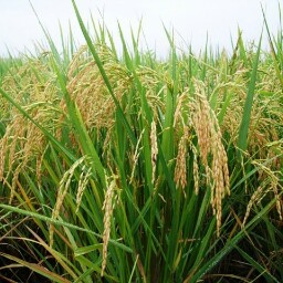 Luis Mariano Torres Valle