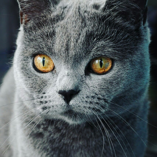 Макс Печерський