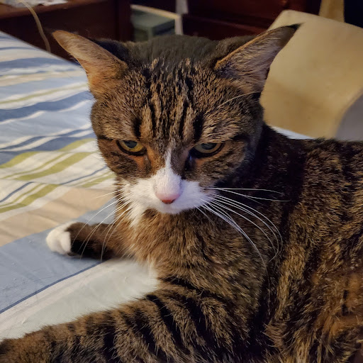 Robert Marcone (RobSolid)