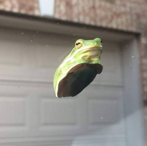 frog on window