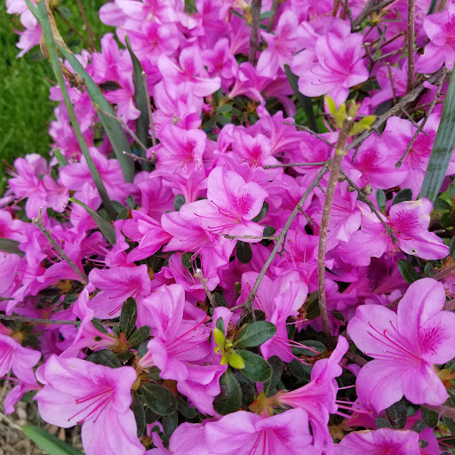 CA Sudeste (SingPraise)