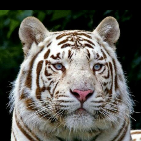 Артем Алексеев