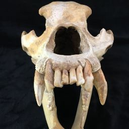 Bearly Edukatd