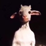 Reaper jack (The goat)