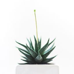 Nathakorn Prammanachot