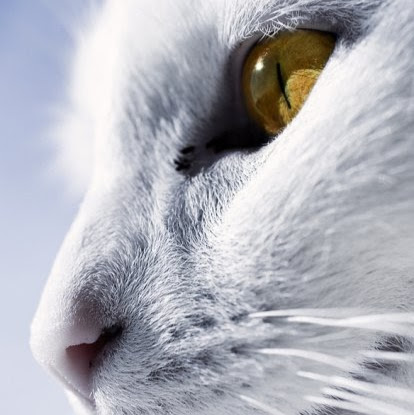 Thomas William Walsh