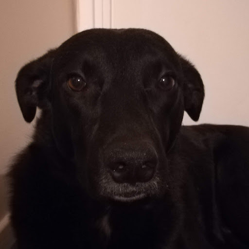 Bonanza destroyer of cash