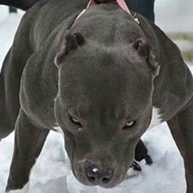 I'm not a Cat Person