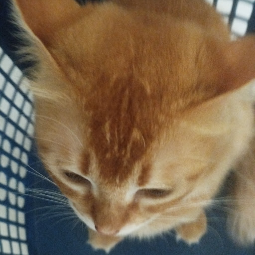 fateh amsyar