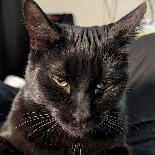 Otto