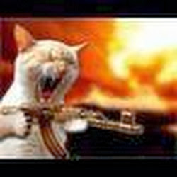 Sgt. Kitten of the Kibbles & Kitts