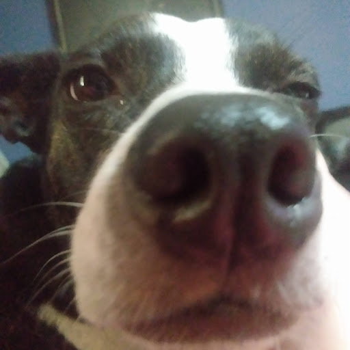 Elaina Wilson (Angel)