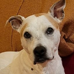 Alejandro de Montalbán del Castillo