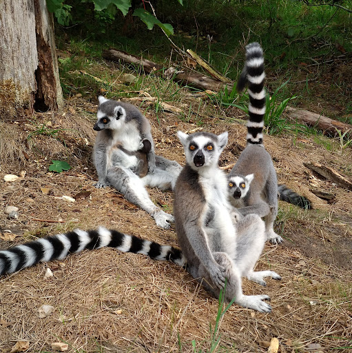 Sveinn Eiríkur Ármannsson