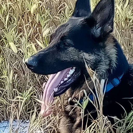 GOLD and Sport Cards