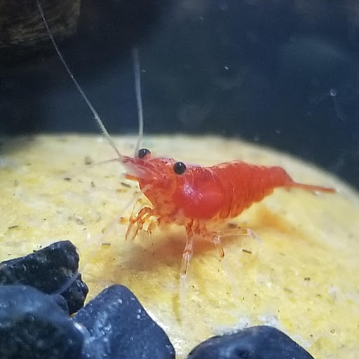 I love shrimp (Shrimp)