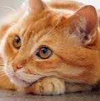 Melissa jane Aroha major