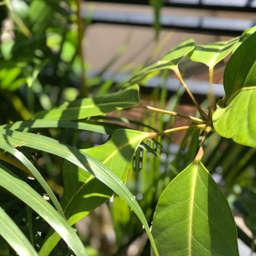 Wanyana Mercy Favour