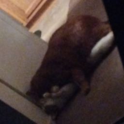 Rosario Prewett-Black