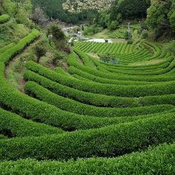 Flores pedro jeffrey