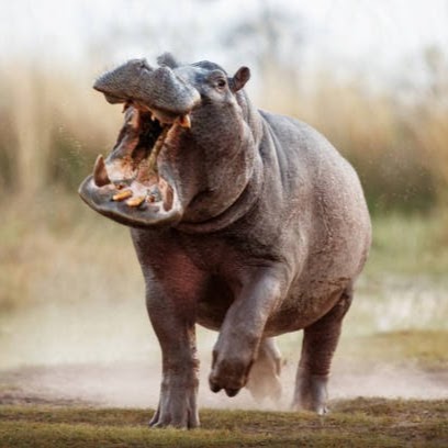 ENRAGED HIPPO