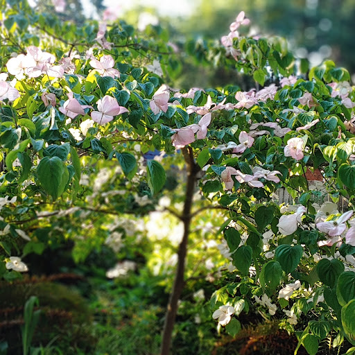 what is normal Allison