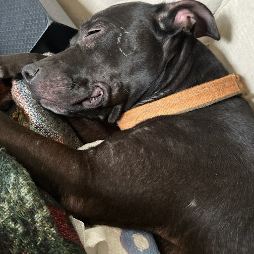 Rabbit Krazy (RabbitKrazyWolf)