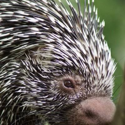 Porco espinho