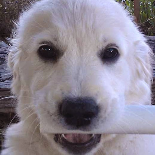 Timo H (PayMeSucker)