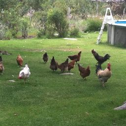 Christie “Grandma's Hen House” McMillan