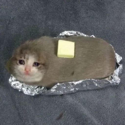 Butter Cat