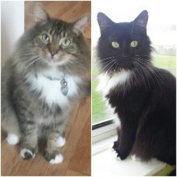 CrazyCatWoman 1Uk (CrazyCatWoman1uk)