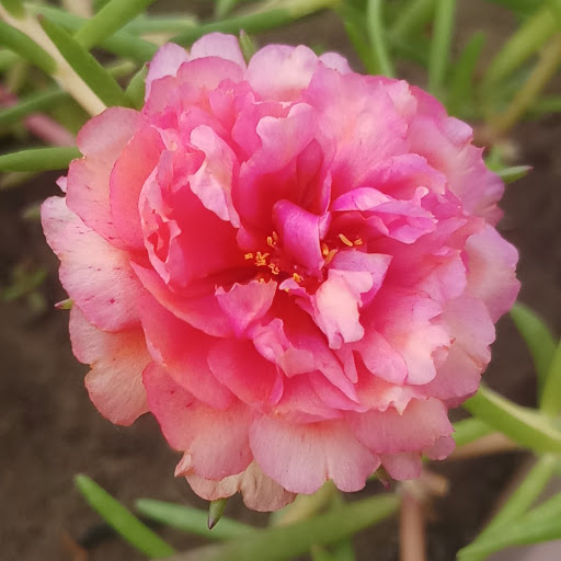 K.T. GARDENING